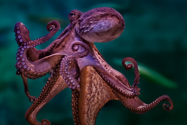 Kraken ссылки актуальные 2025 г