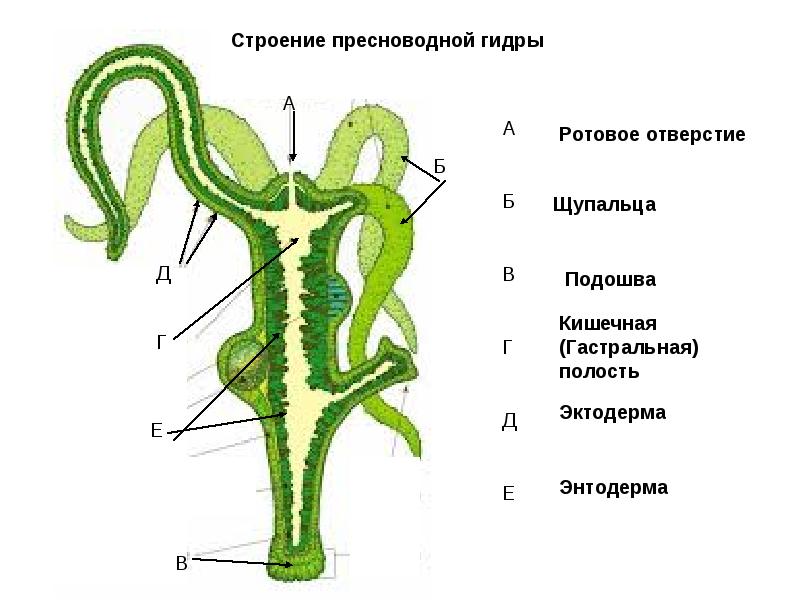 Как восстановить пароль на кракене